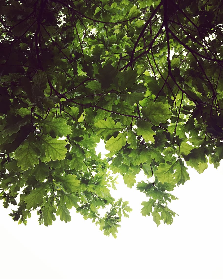oak, leaves, tree, green, lockscreen wallpaper, plant, growth HD wallpaper