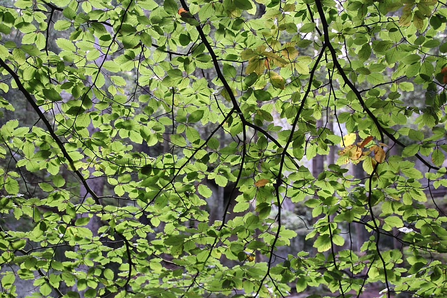 Leaves, Tree, Crown, Crown, Green, Branches, forest, nature HD wallpaper