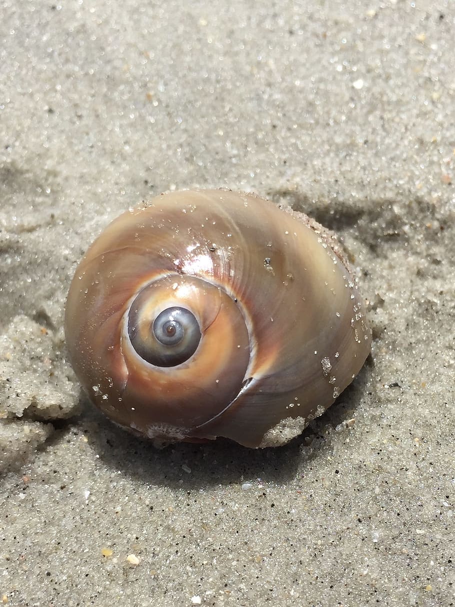 Beach, Shell, Sand, Nature, Marine, coast, hermit, crab, shore HD wallpaper