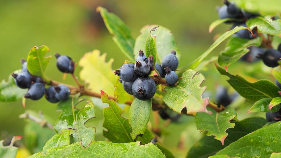 bay, fall, plant, leaves, blue, foliage, fruit, leaf, plant part HD wallpaper