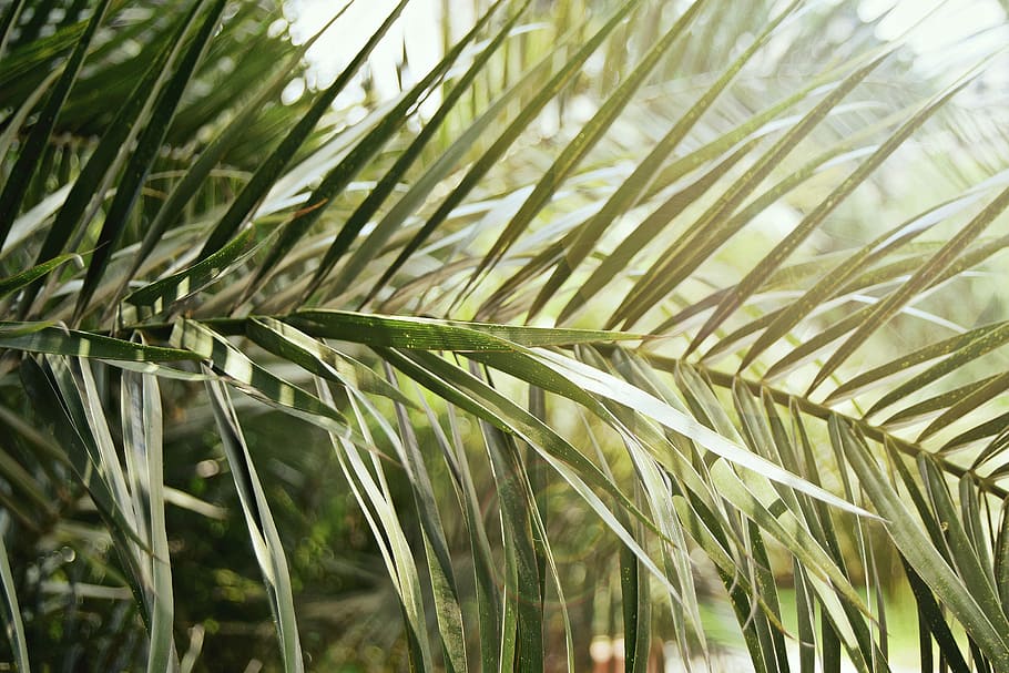 green sago palm at daytime, leaf, sun, plant, golden, foliage HD wallpaper