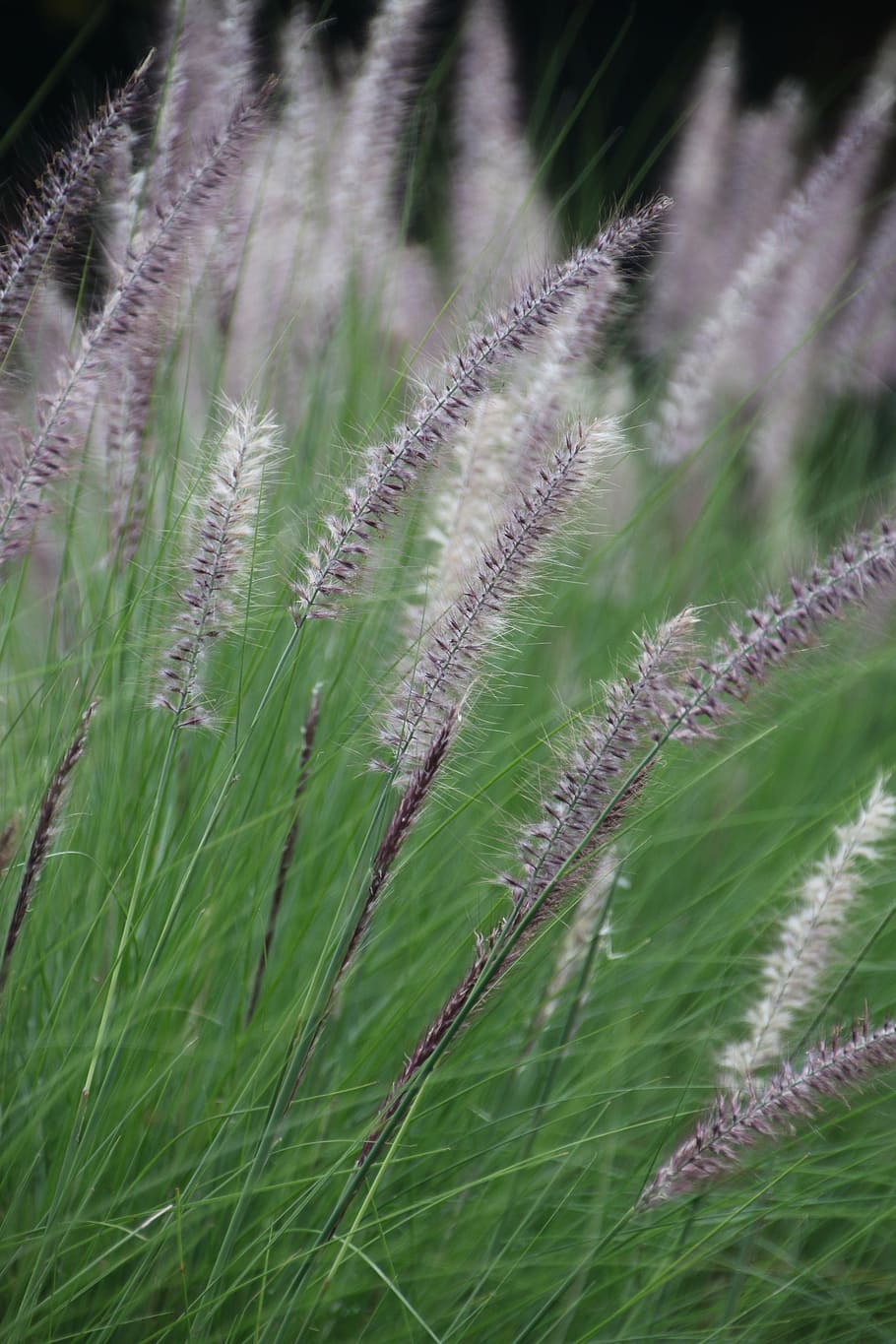 grass, outdoor, fluffy, herb, field, nature, growth, plant HD wallpaper