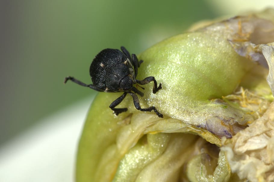 beetle, insect, macro, close, black, invertebrate, animal themes HD wallpaper