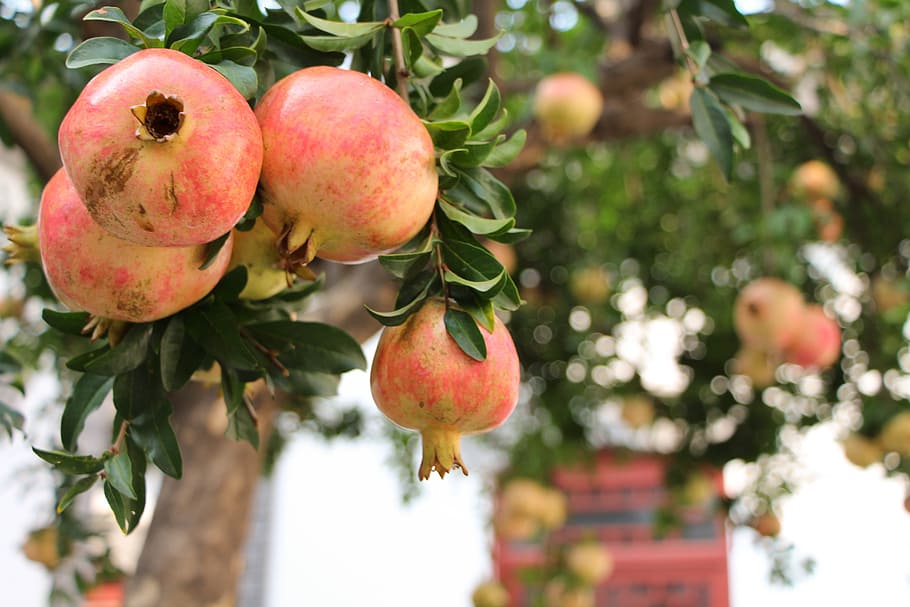 pomegranate tree, fruit, memorial, healthy eating, food and drink HD wallpaper