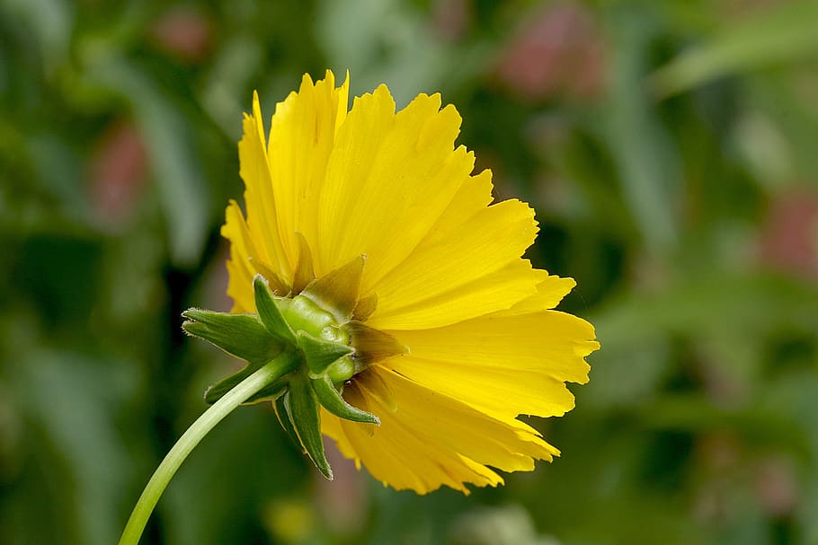 flower, yellow, single, asteraceae, the petals, based, garden HD wallpaper