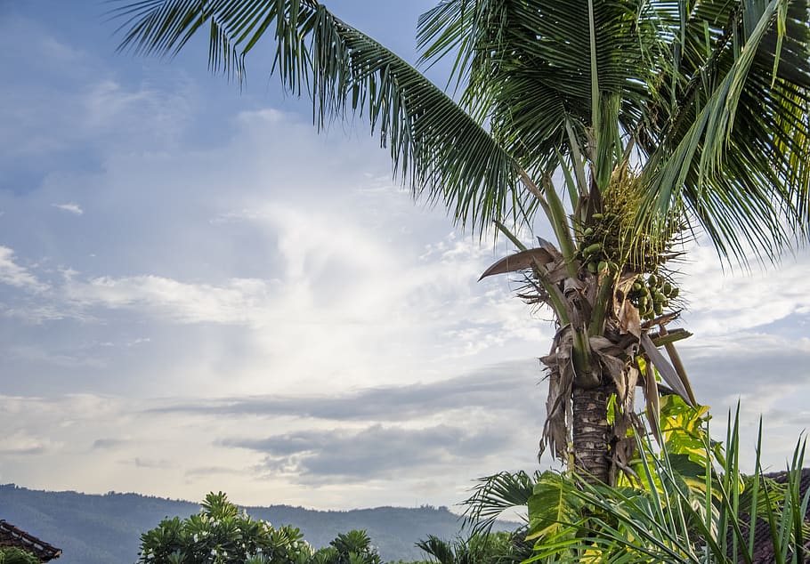palm, sky, bali, tree, palm tree, tropical climate, cloud - sky HD wallpaper