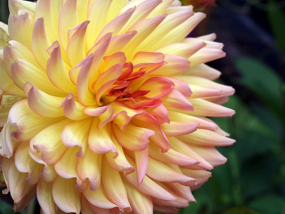 dahlia, flower, bloom, flowering plant, fragility, vulnerability HD wallpaper
