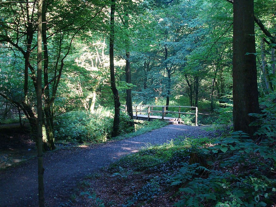 bridge, forest, bach, light, sun, nature, mood, trees, away HD wallpaper