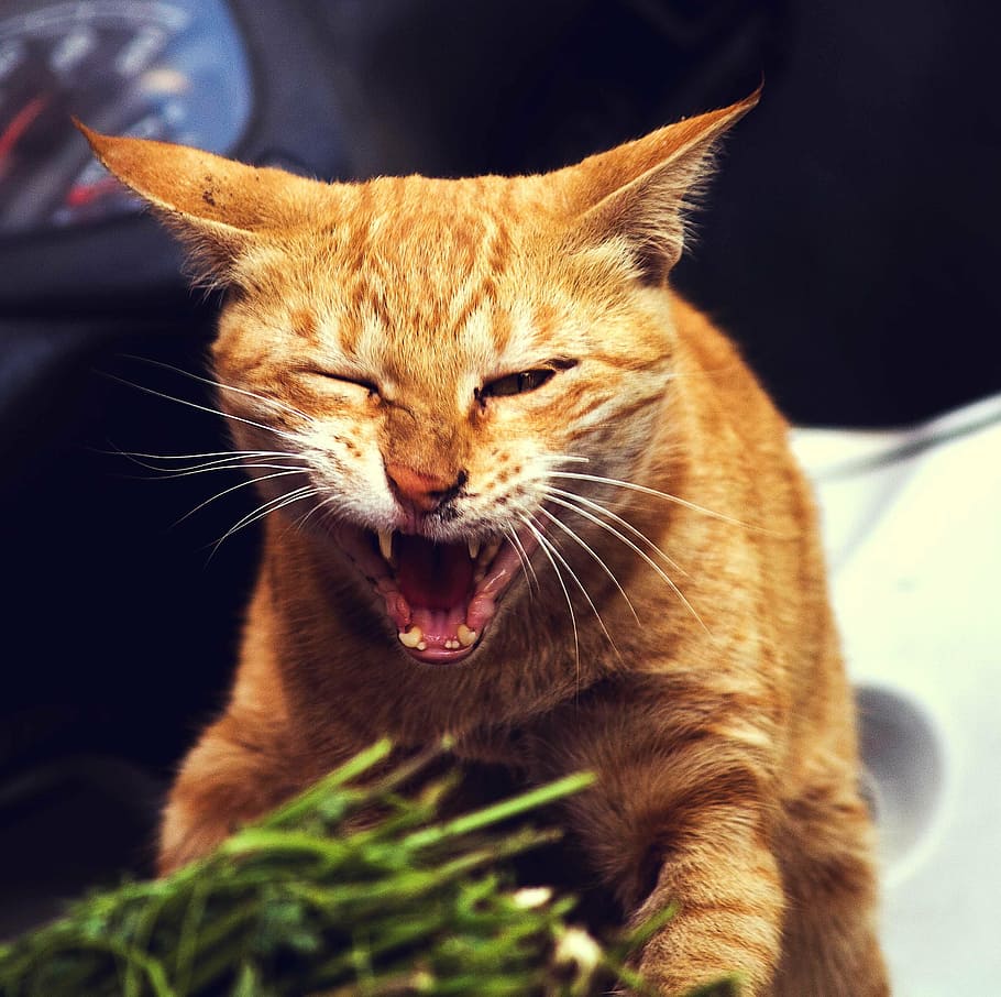 cat opening mouth, cats, kitten, kitty, domestic cat, one animal HD wallpaper