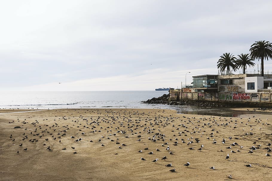 beach, birds, daylight, landscape, nature, ocean, outdoors HD wallpaper