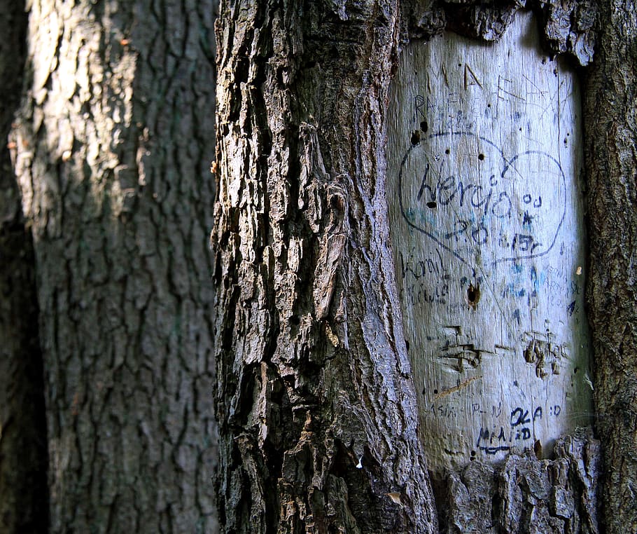 tree, nature, the bark, trunk, forest, tree trunk, plant, textured HD wallpaper