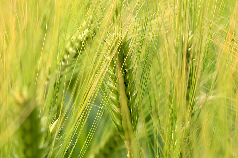 wheat, nature, epi, cornfield, summer, fields, agriculture HD wallpaper
