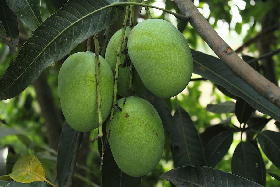 green mango fruit attached to branch at daytime, food, nature
