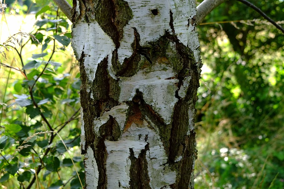 birch, bark, nature, tree, log, tribe, wood, tree bark, birch bark HD wallpaper