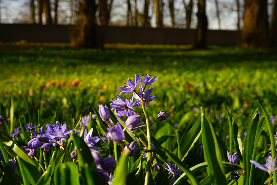 blue star, scilla, blossom, bloom, flower, spring, early bloomer, HD wallpaper