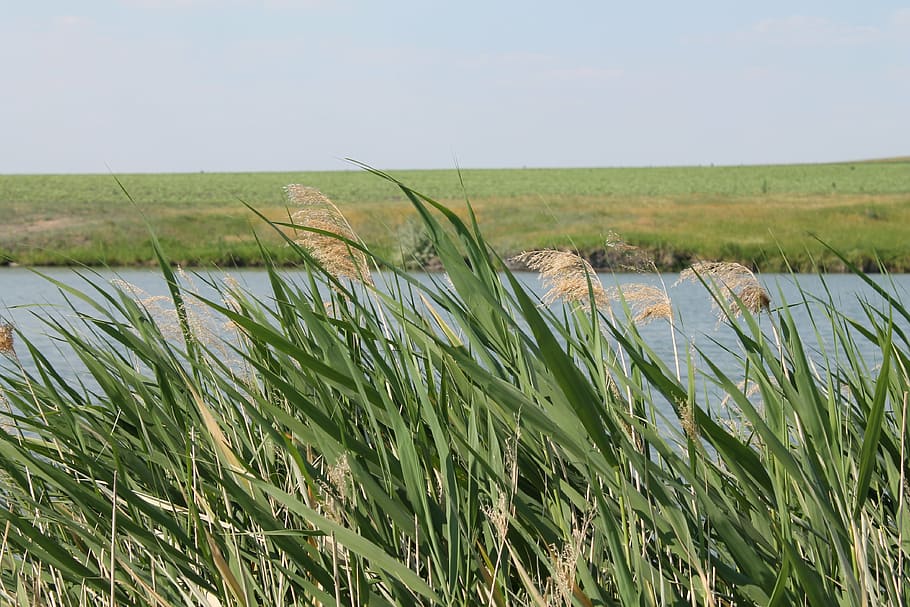 reed, grass, summer, river, nature, water, marsh, outdoors HD wallpaper