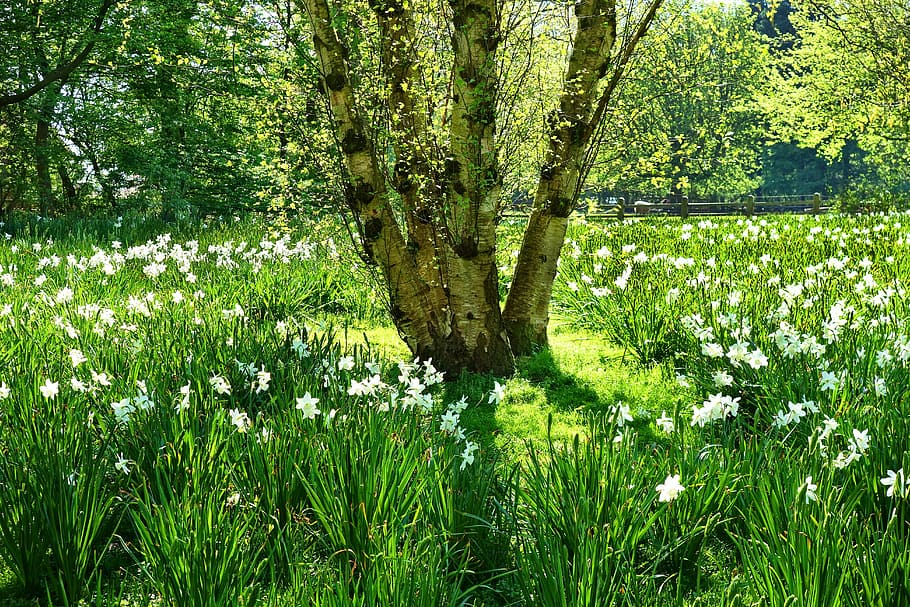 tree surrounded by white petaled flowers, field, grass, green daffodil HD wallpaper