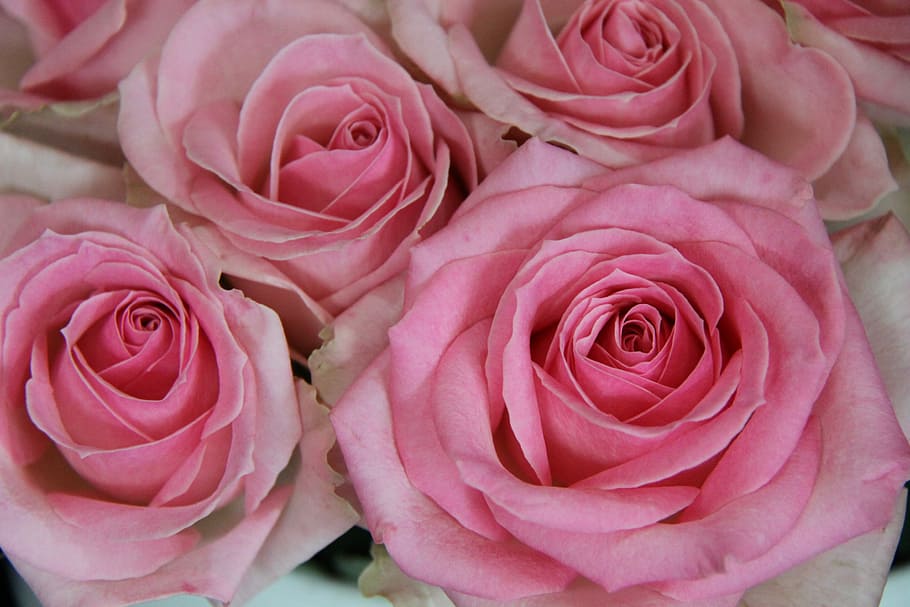 Rose, Pink, Flower, rose - flower, pink color, petal, flower head HD wallpaper