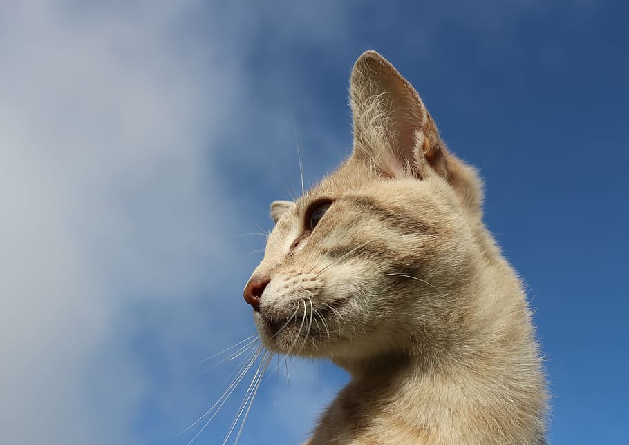 shallow focus photography of cat, sky, cat face, mackerel, eyes HD wallpaper