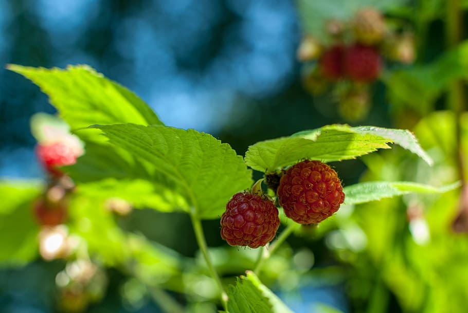raspberry, red fruits, delicious, power, wild, nature, harvest HD wallpaper