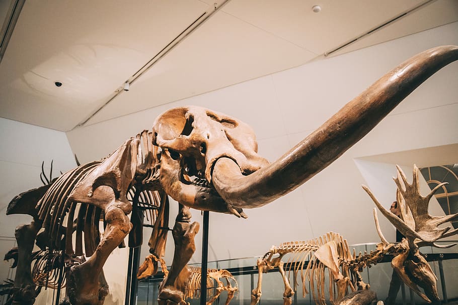 white animal skeleton display, fossil, dinosaur, ancient, bones HD wallpaper