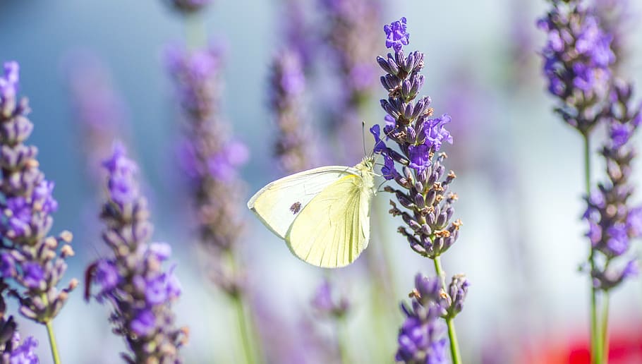 selective focus photo of sulfur butterfly perched on lavender flower HD wallpaper