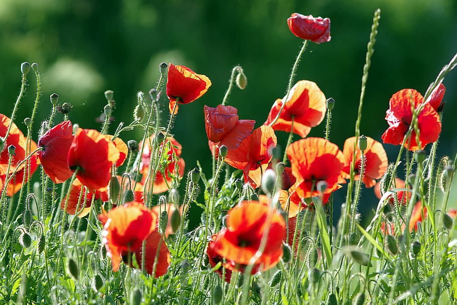 red common poppy flower field selective-focus photography, Poppies