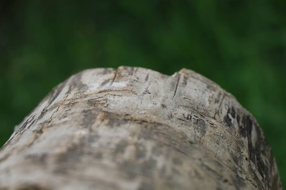 stump, tree, nature, selective focus, close-up, wood - material HD wallpaper