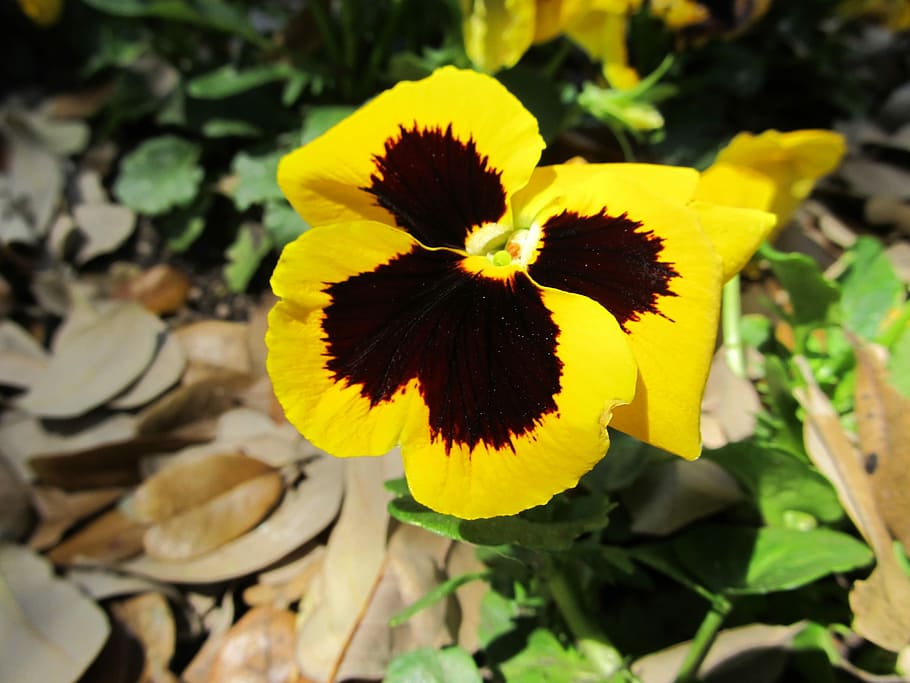 Flower, Pansy, Bloom, Yellow, black, blossom, petals, fresh HD wallpaper