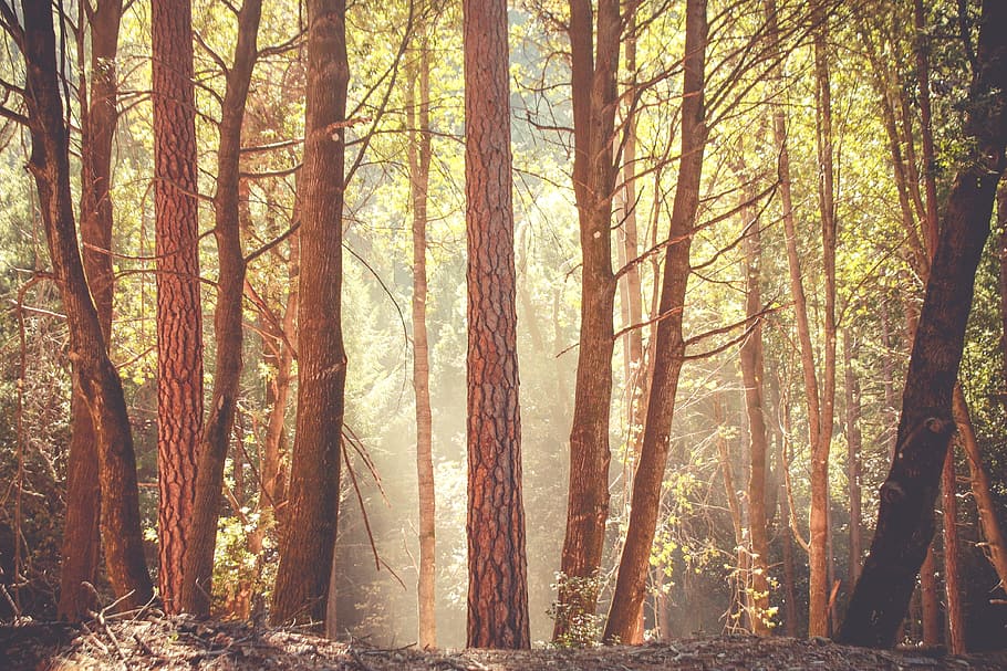 trees, mountain, forest, sunlight, sunrise, sunset, nature HD wallpaper