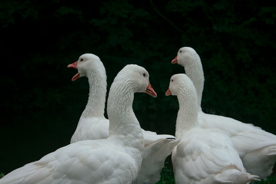 four white ducks, swans, bird, animal, white color, two animals HD wallpaper