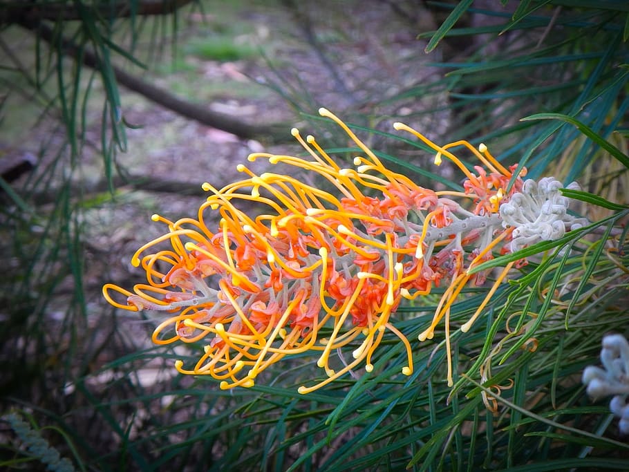 grevillea, yellow flower, spring, summer, nature, animal wildlife, HD wallpaper