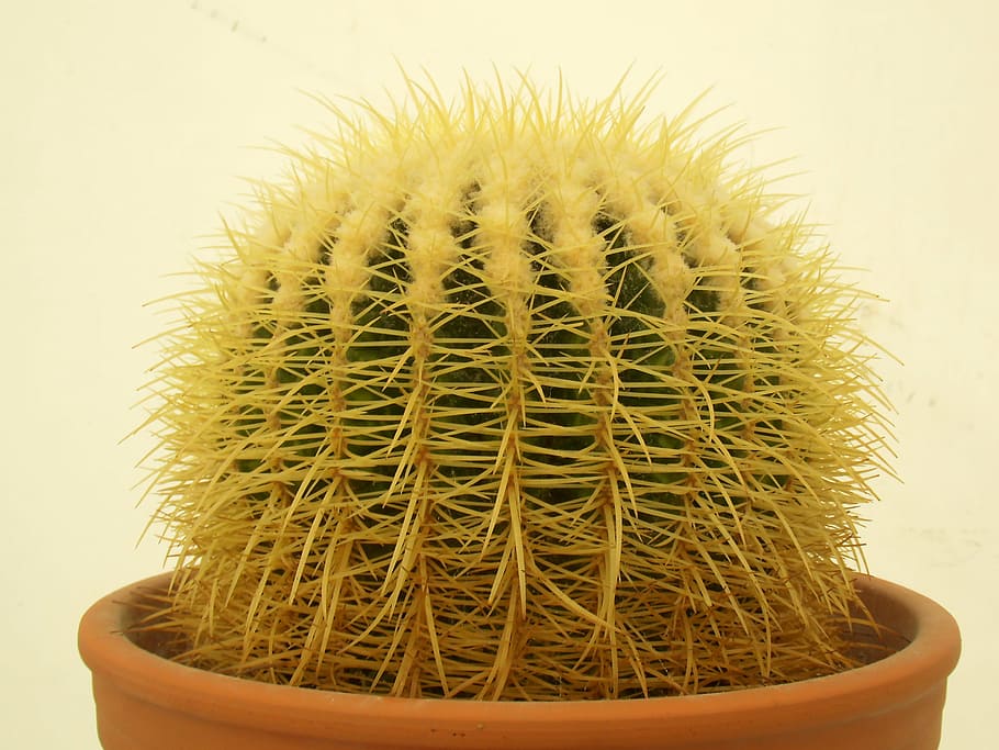cactus, plant, green, beautiful, nature, botanical, closeup HD wallpaper
