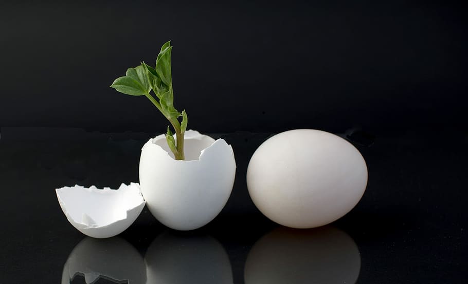 egg shell with green leaf plant, plant sprouting on eggshell placed next to white egg HD wallpaper