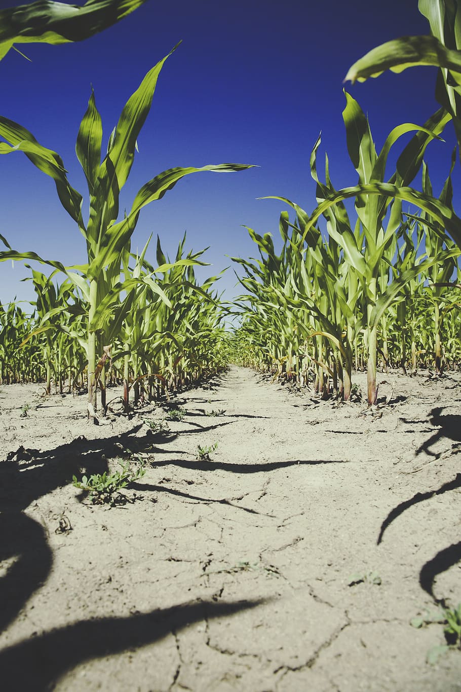 corn plant on gray soil, green, leaf, crop, plantation, field HD wallpaper