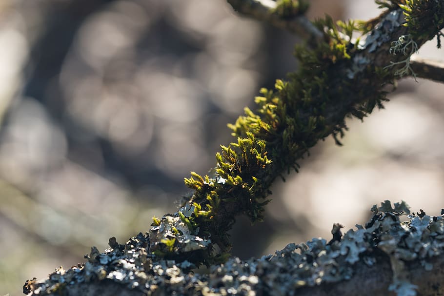 moss, macro, bokeh, selective focus, day, close-up, no people HD wallpaper