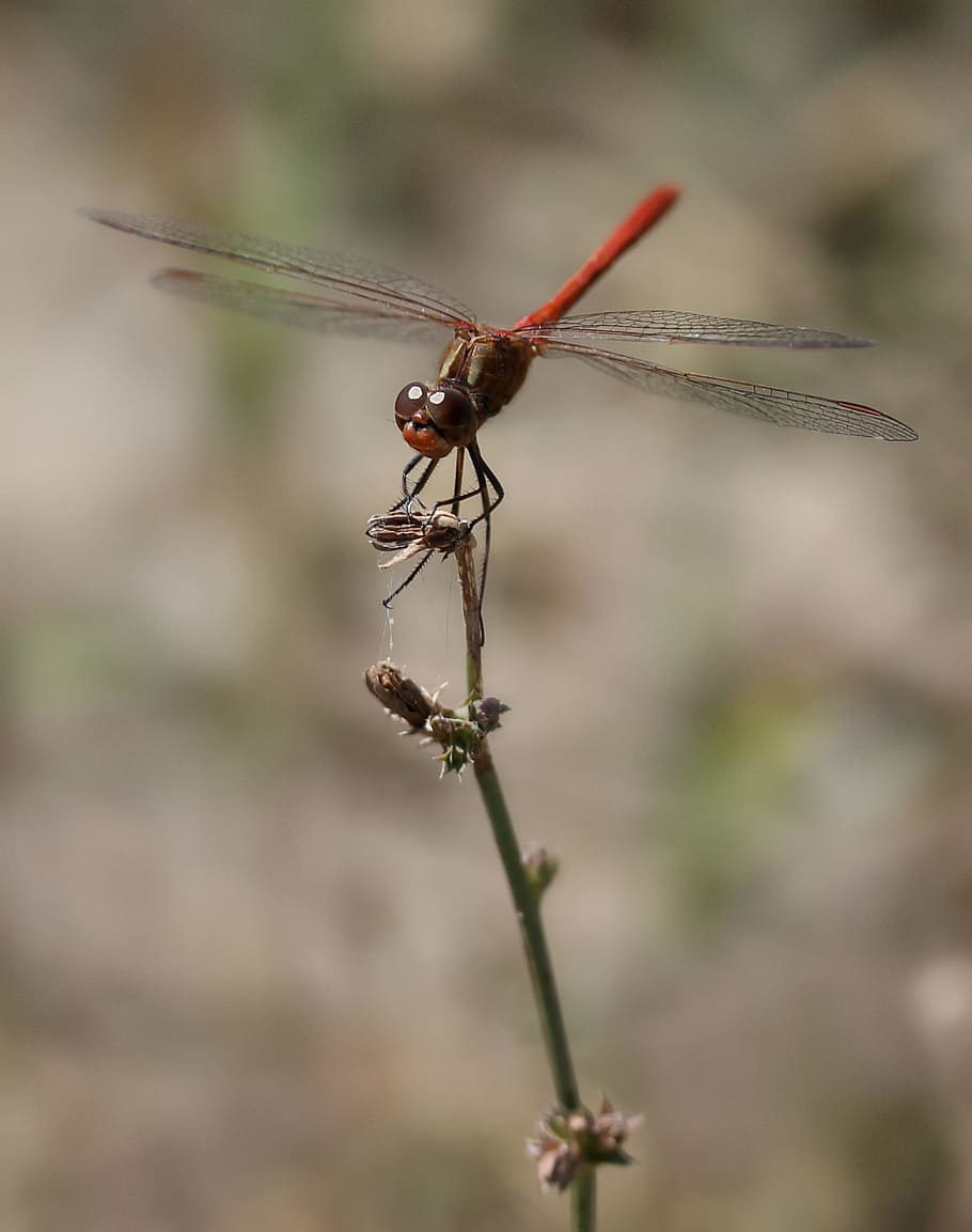 dragonfly, red, wings, insecta, invertebrate, animal wildlife HD wallpaper
