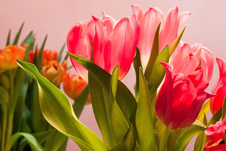photo of pink Tulip flower arrangement, tulips, bouquet, spring