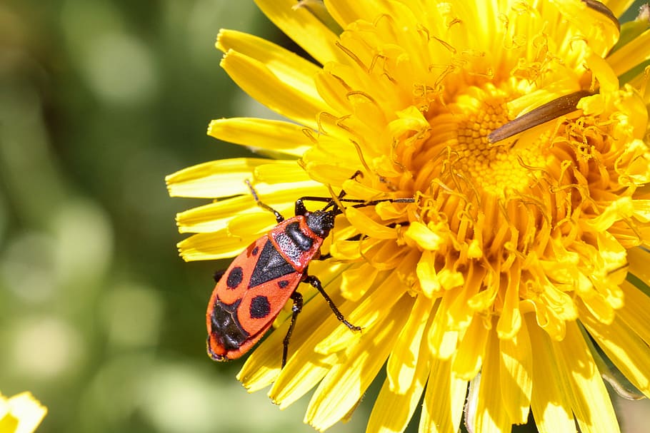 nature, insect, summer, flower, plant, fire bug, dandelion HD wallpaper
