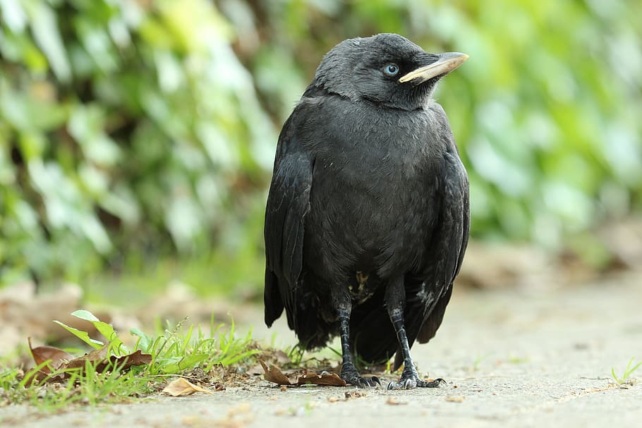 young jackdaw, precocial, animal wildlife, animals in the wild HD wallpaper