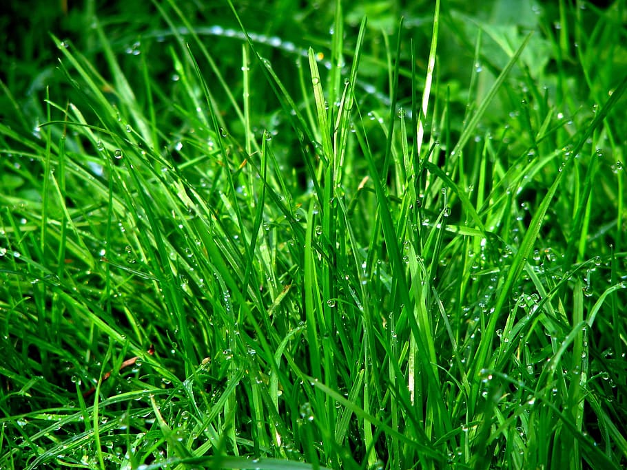 Green Grass, dew, ground, plant, wet, green color, growth, full frame HD wallpaper