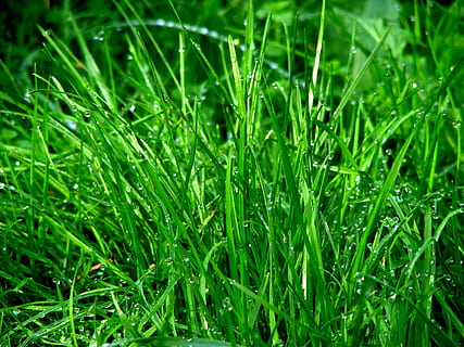 green grass, rush, dew, meadow, dewdrop, drip, water, drop of water HD wallpaper