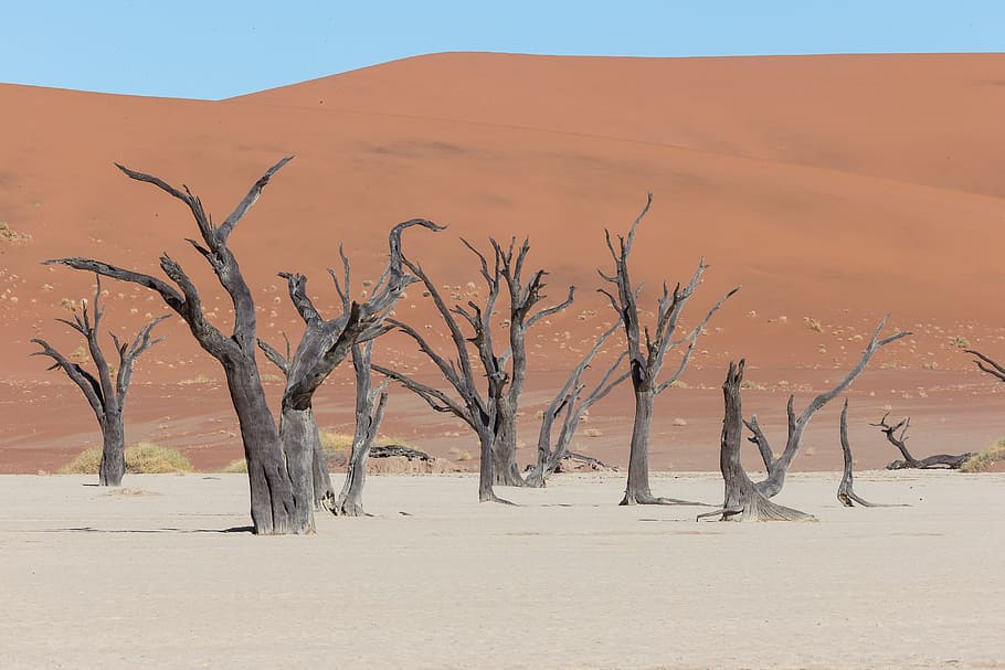 deadvlei, desert, tree, africa, namibia, namib-naukluft park, HD wallpaper