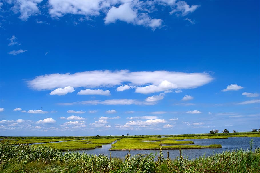 marsh, water, sky, grass, nature, landscape, green, wetland HD wallpaper