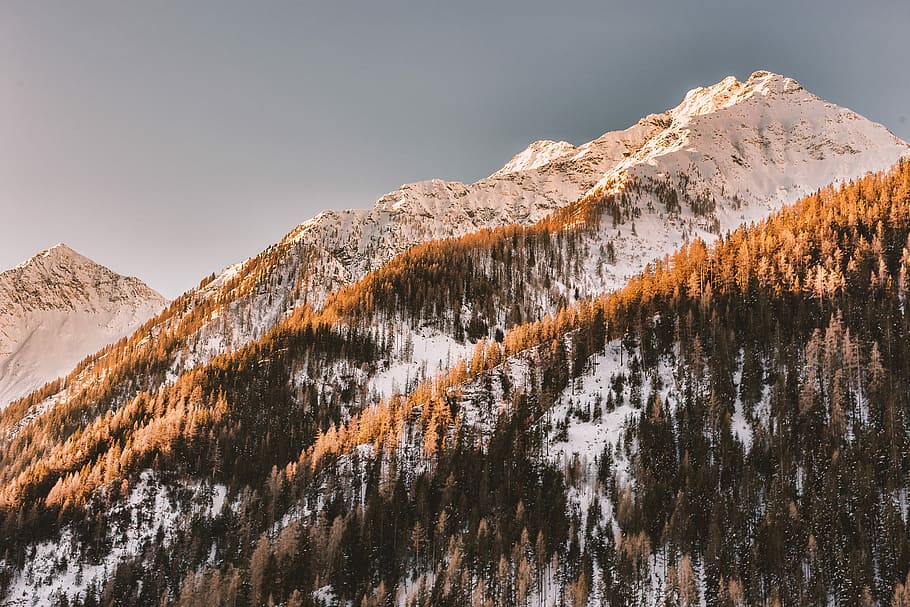 trees covered mountain, aerial photography of mountain covered with snow HD wallpaper