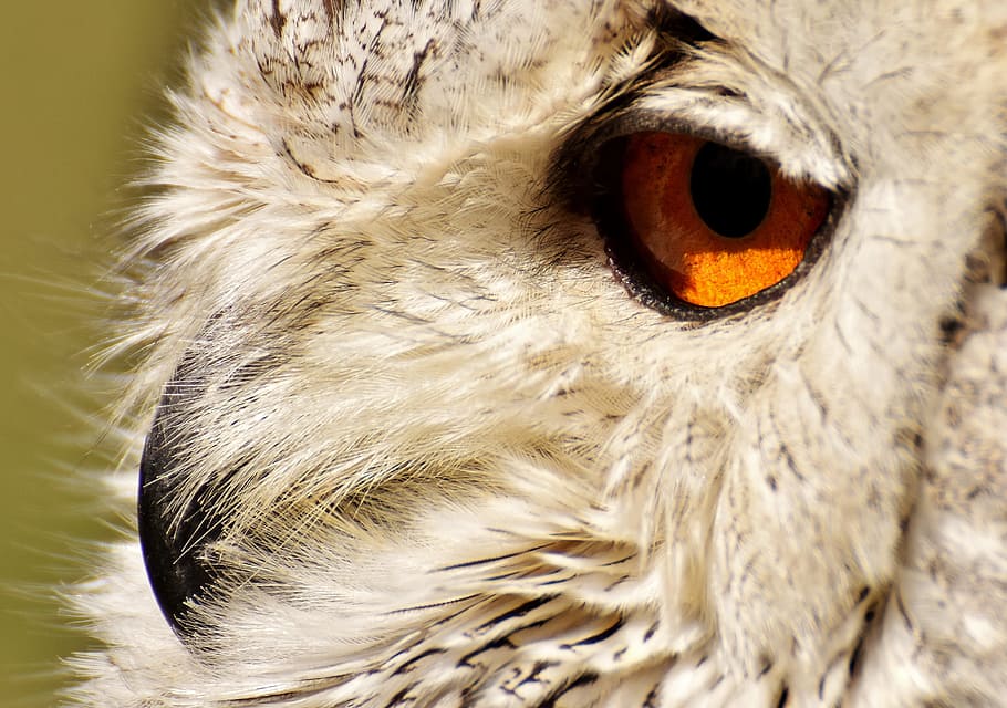 white and gray owl, bird, feather, eagle owl, animals, wild bird HD wallpaper