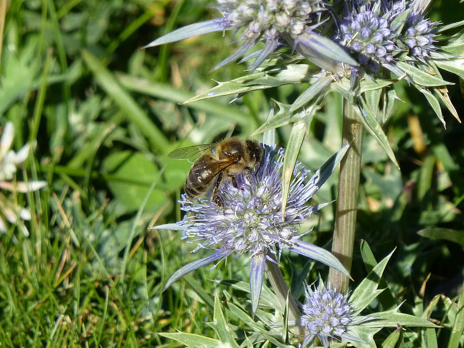 nature, pollination, insects, bee, thistle, flower, flowering plant HD wallpaper