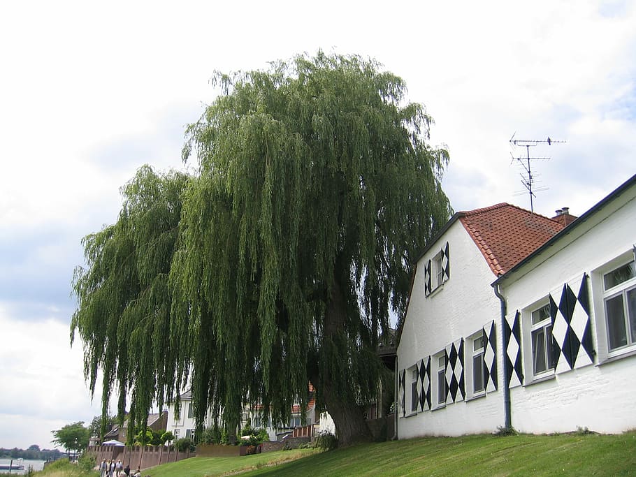tree, niederrhein, rees, rhine, weeping willow, landscape, architecture HD wallpaper