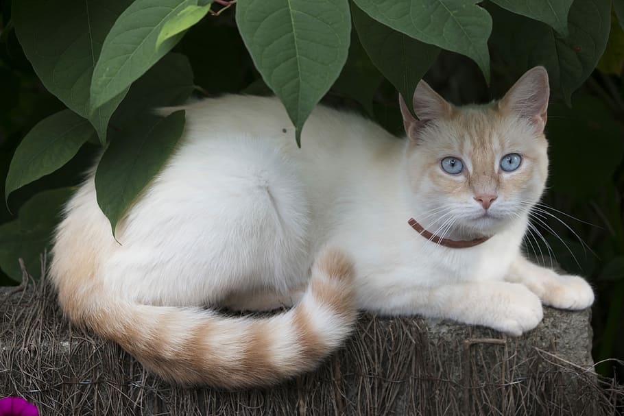 white and orange cat under green leaves, Cat, Cat, Eyes, cat eyes HD wallpaper