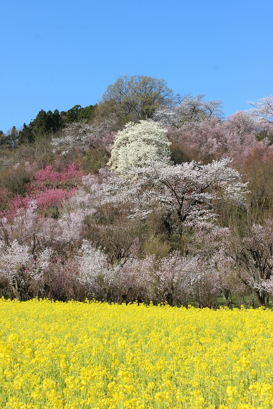 fukushima, cherry blossom viewing mountains, abe koichiro, watari, HD wallpaper
